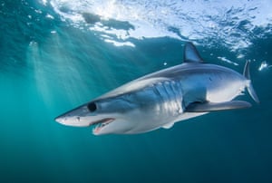 A mako shark