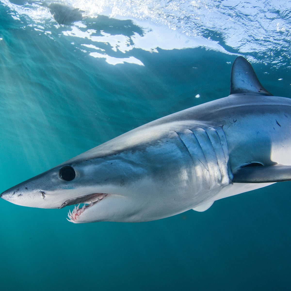 Eu And Us Block Plans To Protect World S Fastest Shark Sharks The Guardian Eu And Us Block Plans To Protect World S Fastest Shark Sharks The Guardian