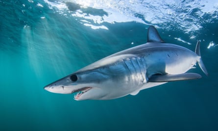 Mako shark, Cape Point, South Africa