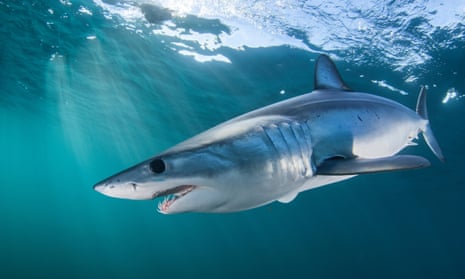 Mako shark, Cape Point, South Africa