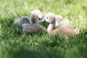 Young cygnets geta birds eye view during the first round of the U.S. Senior Open Championship 2025 at Broadmoor Golf Club in Colorado Springs, Colorado, US