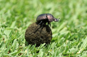 A dung beetle rolls his collection across a hole during the first round of the Alfred Dunhill Championship at Leopard Creek country golf club in Malelane, South Africa