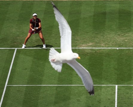 A seagull flies past as Raducanu prepares to return a serve.