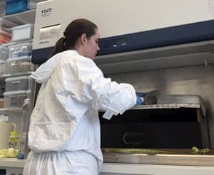 Anna Kelly analysing ice core.