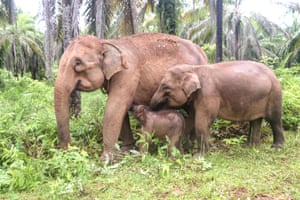 Uma fêmea de elefante de Sumatra levanta a tromba sob a mãe, com seu irmão maior ao lado dela