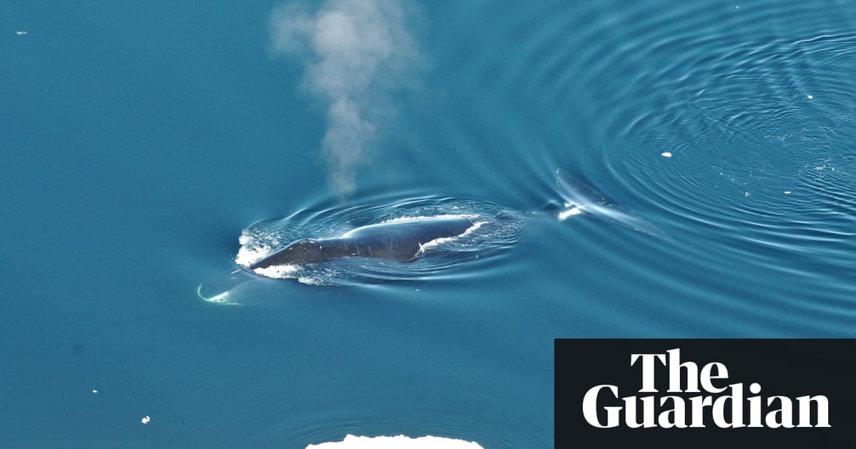Bowhead whales: jazz artists of the deep whose calls rival birdsong