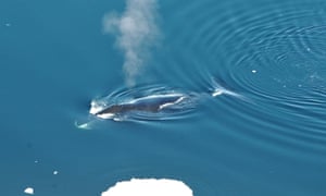 Bowhead whale in the Fram Strait between Greenland and Svalbard.