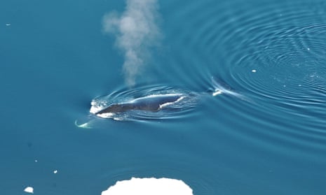Bowhead whale in the Fram Strait between Greenland and Svalbard. 