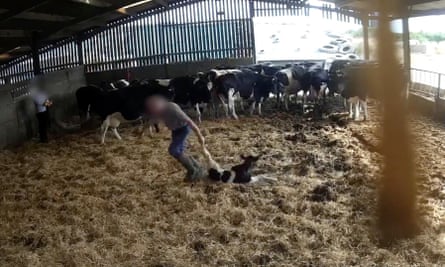 A new born calf is dragged away from its mother by the leg.