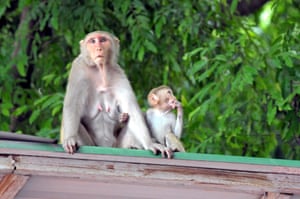 Nova Delhi, ÍndiaMonkey Family em uma festa no escritório