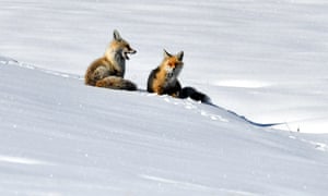 Raposas vermelhas vagam pelo terreno nevado da área de Soguksu, Turquia, em busca de comida