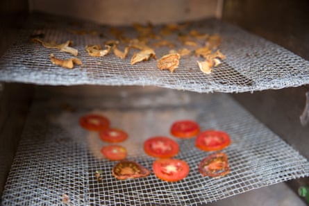 Pumpkin and tomato are left to dehydrate in the Sparky Dryer