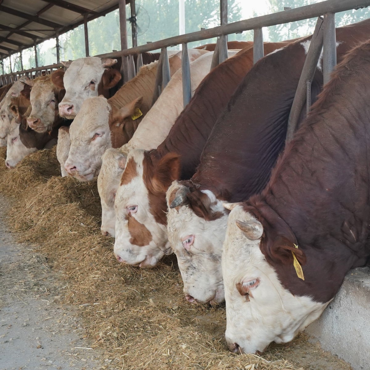 Intensive Farming Worldwide Threatens Paris Climate Accord Report Says Climate Change The Guardian Intensive Farming Worldwide Threatens Paris Climate Accord Report Says Climate Change The Guardian