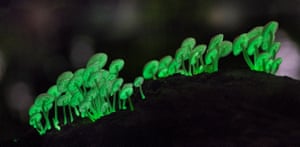 Filoboletus manipularis glowing green