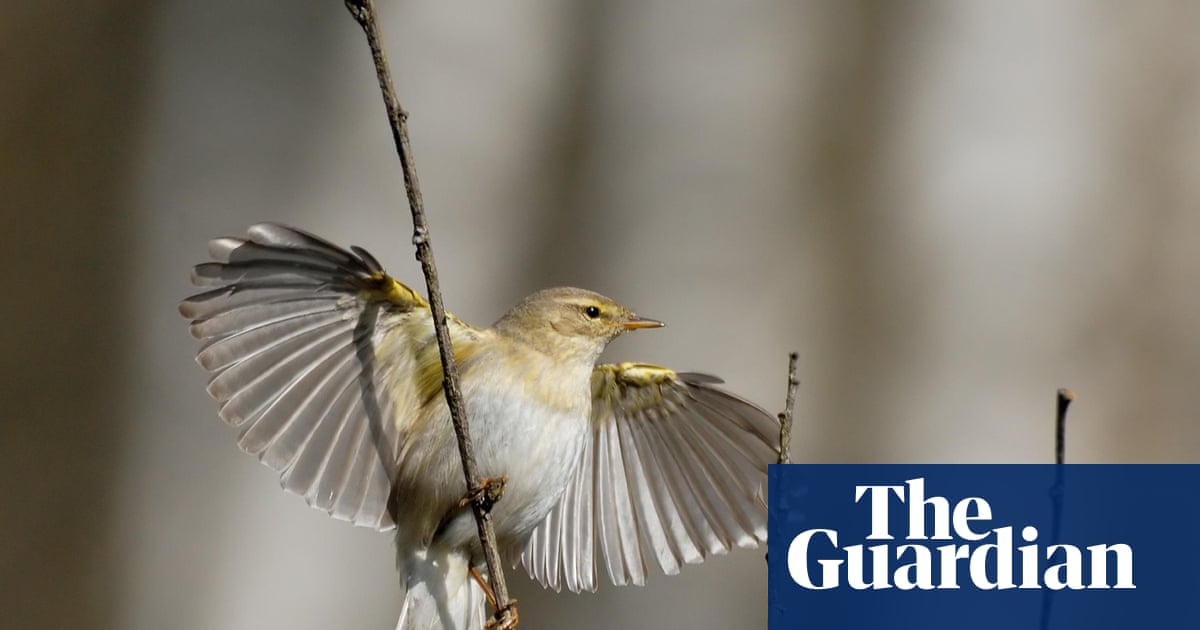 Migratory Bird Decline Spurs Calls for Balanced Environmental Stewardship