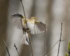 Migratory bird numbers fall in Britain despite last year’s warm spring