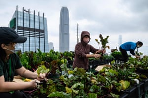 Rooftop Republic urban farmers harvest vegetables. “What we are looking at is really how to identify underutilised spaces among the city and mobilise the citizens, the people, to learn about food,” says Tsui