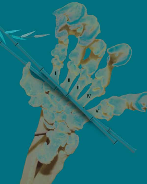 عظام يد الباندا العملاقة الحديثة - الوصف