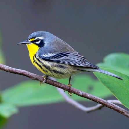Bahamian cup sitting on branch, Bahamas.