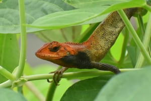 An oriental garden lizard