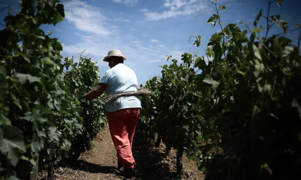 A woman working in a vineyard of Saint Emilion, southwestern France.