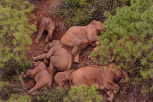 An aerial photograph shows a herd of wild Asian elephants sleeping in Shijie township in China. The herd have become famous after leaving a wildlife reserve in the southwest of Yunnan province more than a year ago and have trekked 500km to the outskirts of the provincial capital of Kunming. All the 15 elephants are safe and well according to people monitoring them