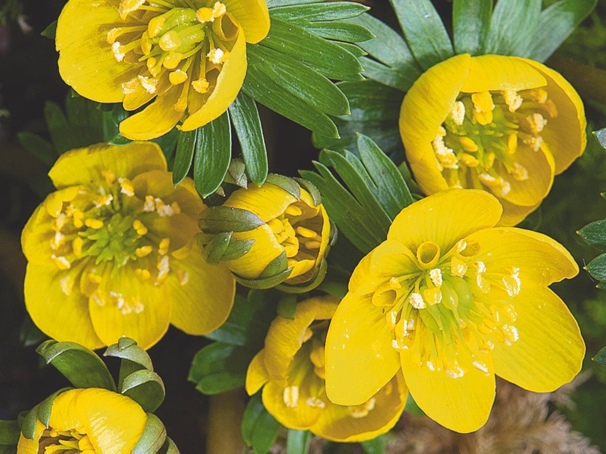 How to grow winter aconites | Gardening advice | The Guardian