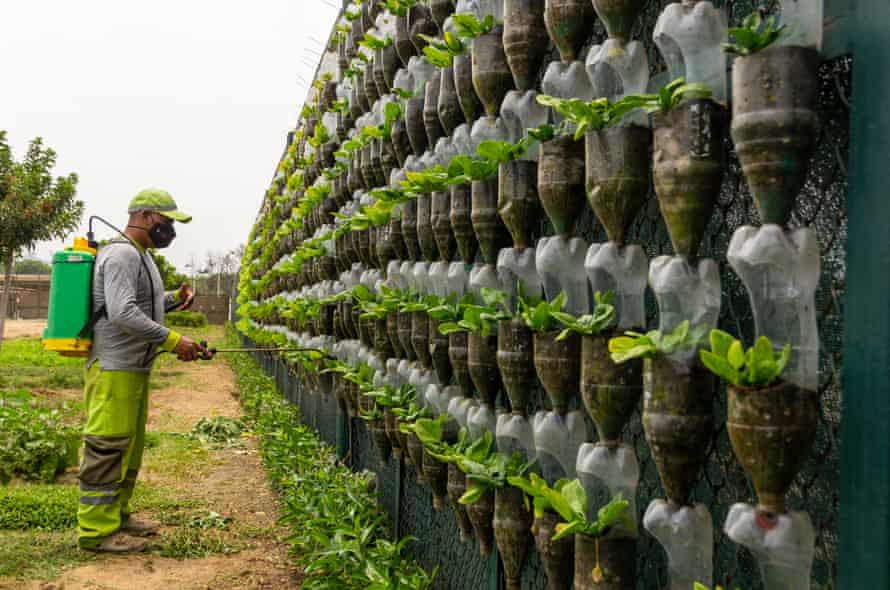 A wall of bottles that have been turned into plant pots.