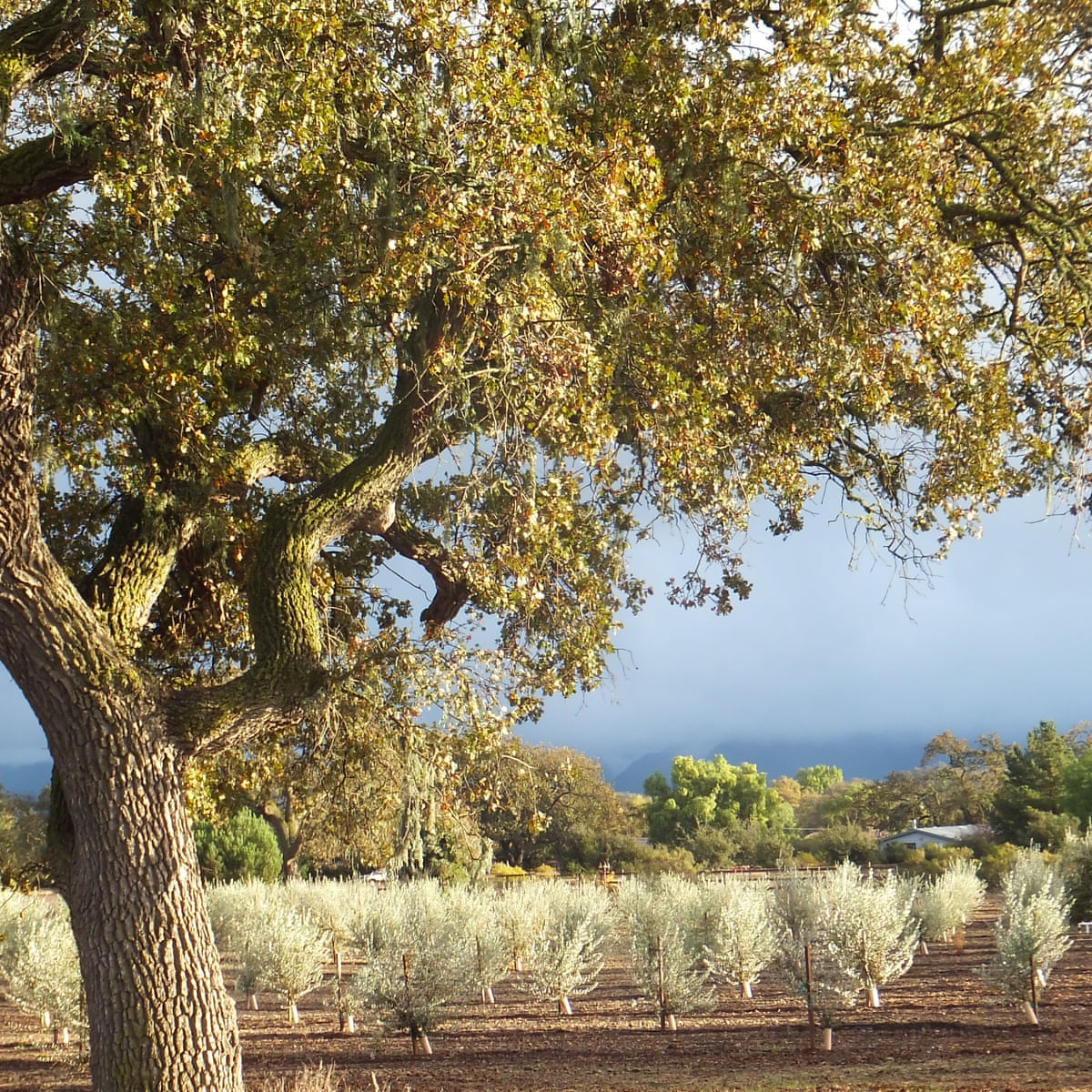 Tree Of The Week Our Olive Tree Is Very Expressive It Tells You When It S Thirsty Trees And Forests The Guardian Tree Of The Week Our Olive Tree Is Very Expressive It Tells You When It S Thirsty Trees And Forests The Guardian