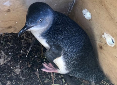 A little penguin in a nesting box on Penguin Island.
