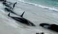 Pilot whales stranded on a WA beach