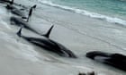 Australia news live: mass pilot whale stranding on WA beach; NSW Health warns of severe opioid overdoses