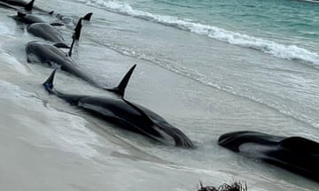 Pilot whales stranded on a WA beach