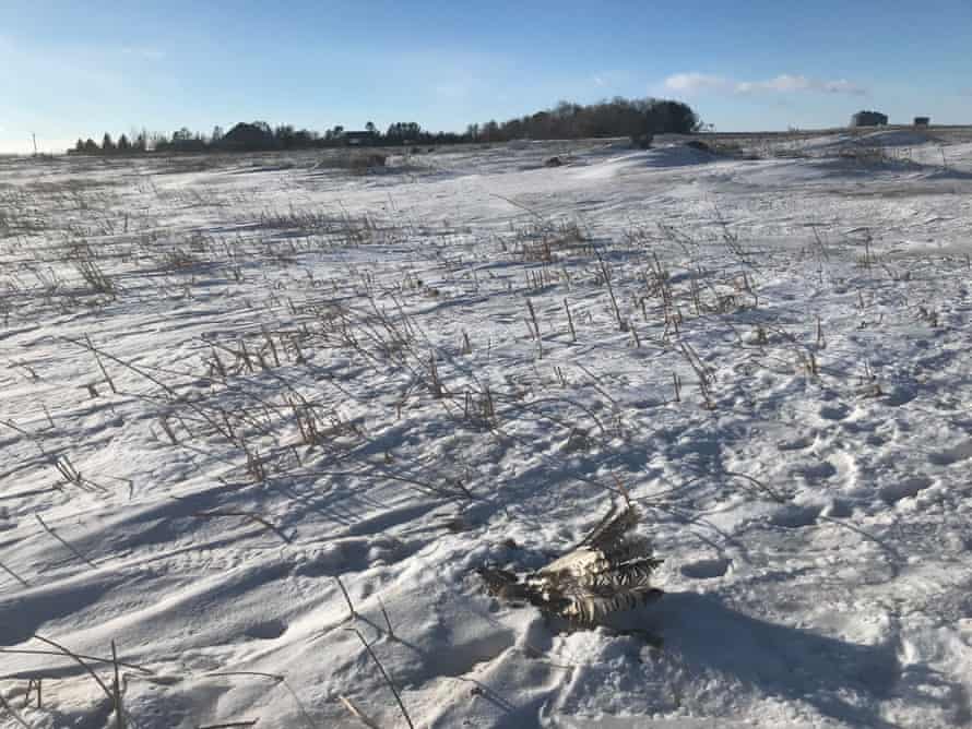 Eagle 1703 found in a field in South Dakota.