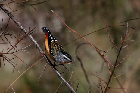 The spotted pardalote.