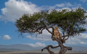 A lioness surveys the landscape of the Masai Mara in Kenya from the top of an umbrella acacia thorn tree
