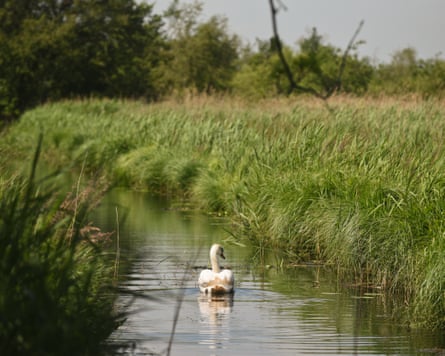A swan floats on a narrow wetland dyke in Norfolk, between tall grassy banks