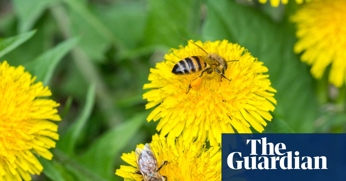 Honeybees make specialised ‘baby food’ to give larvae balanced diet, study says