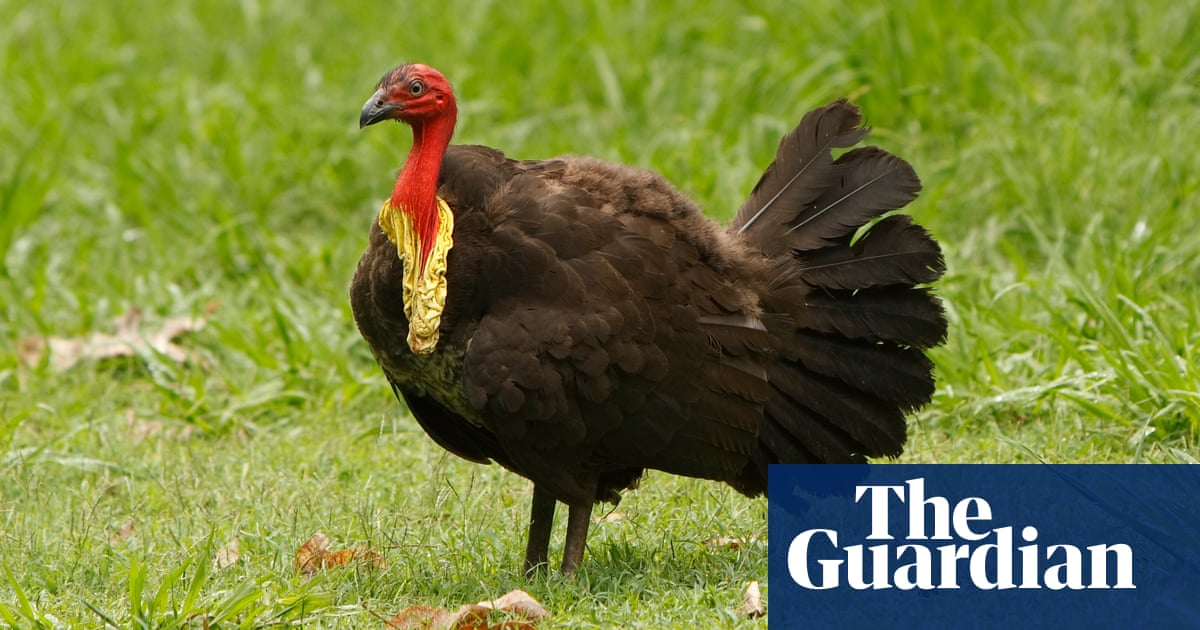 Brush turkey deaths in Sydney believed to have been caused by poison pellets