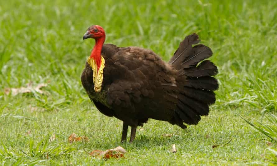 An Australian brush-turkey in Brisbane