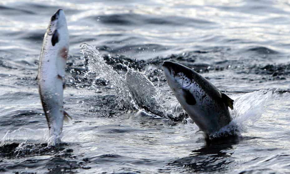 60 Of Fish Species Could Be Unable To Survive In Current Areas By 2100 Study Fish The Guardian 60 Of Fish Species Could Be Unable To Survive In Current Areas By 2100 Study Fish The Guardian