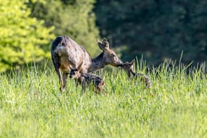 Escócia, Reino Unido. Um cervo fêmea com seu fulvo. Os jovens cervos órfãos serão deixados para morrer de fome se suas mães forem mortas em um abate controverso, alertaram os guarda-caças. Forestry and Land Scotland realizará um abate licenciado de veados fêmeas em setembro como parte de sua gestão da população de veados para proteger as florestas nacionais da Escócia