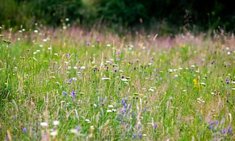 Wild flower meadow areas and seed-rich planting will help boost insects such as bees and butterflies and provide food and nesting areas for birds, the RSPB says.