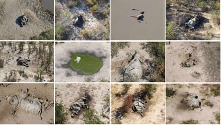 A collage of elephant carcasses found in the Okavango delta in Botswana