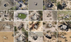 Aerial images of some of the elephant carcasses seen in the Okavango Delta.