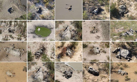 A composite image of some of the dead elephants