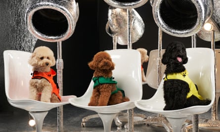 Moncler poldo dog couture.