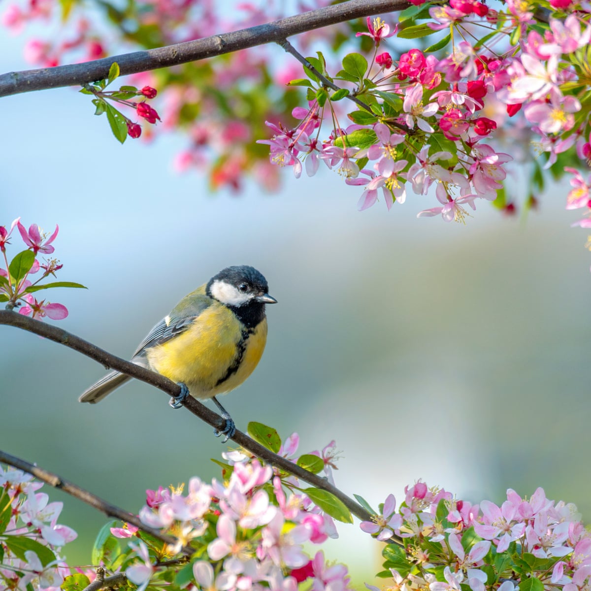Birds Buds And Bright Days How Spring Can Make Us Healthier And Happier Health Wellbeing The Guardian