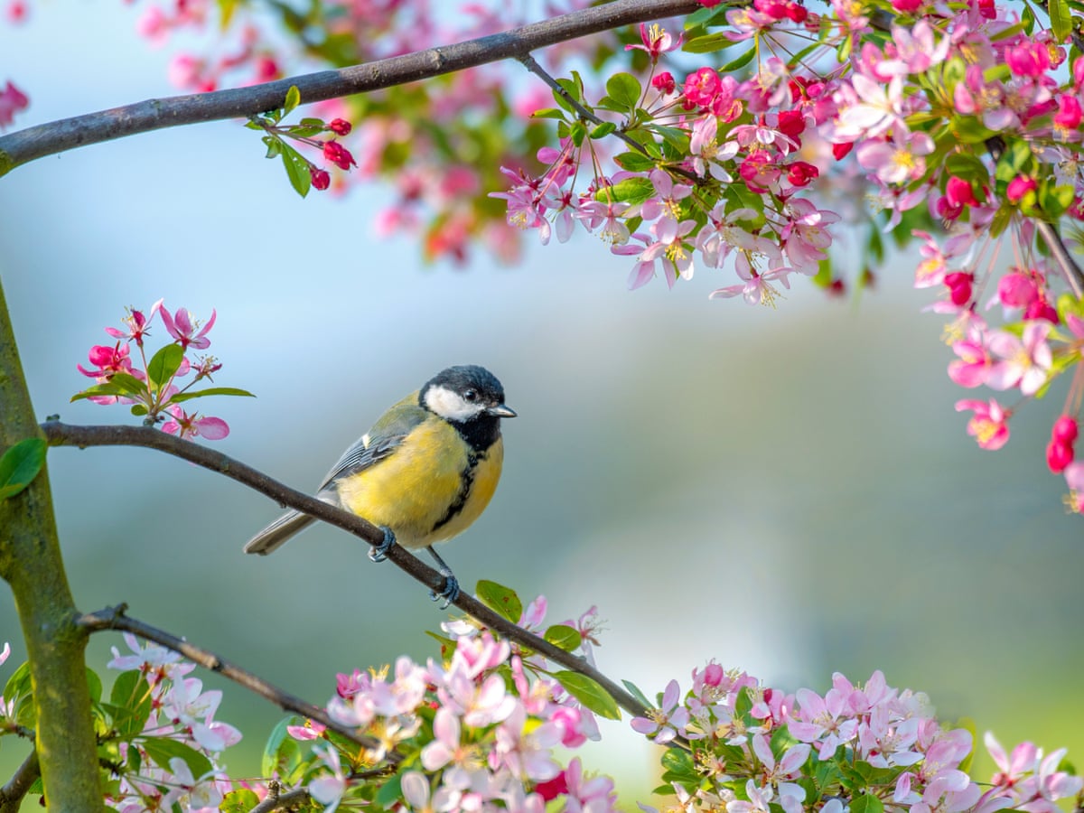 Birds, buds and bright days: how spring can make us healthier and happier, Health & wellbeing