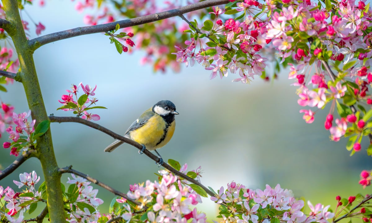 Birds, buds and bright days: how spring can make us healthier and happier |  Life and style | The Guardian